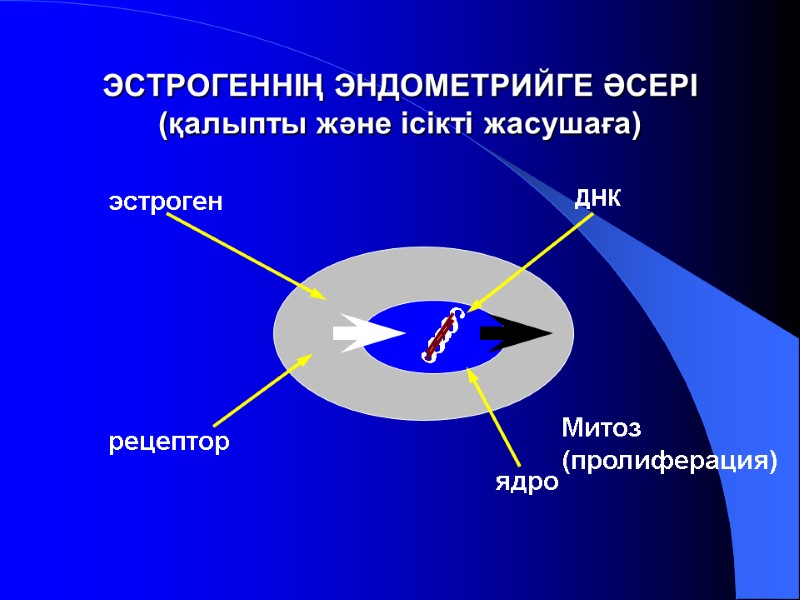 ЭСТРОГЕННІҢ ЭНДОМЕТРИЙГЕ ӘСЕРІ (қалыпты және ісікті жасушаға) § § эстроген ДНК рецептор ядро Митоз